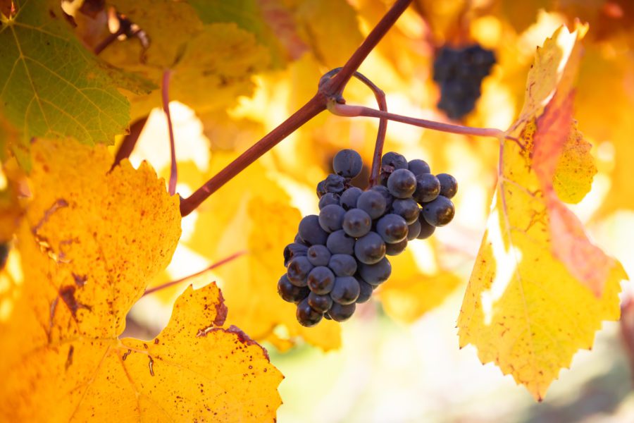 Activités exclusives