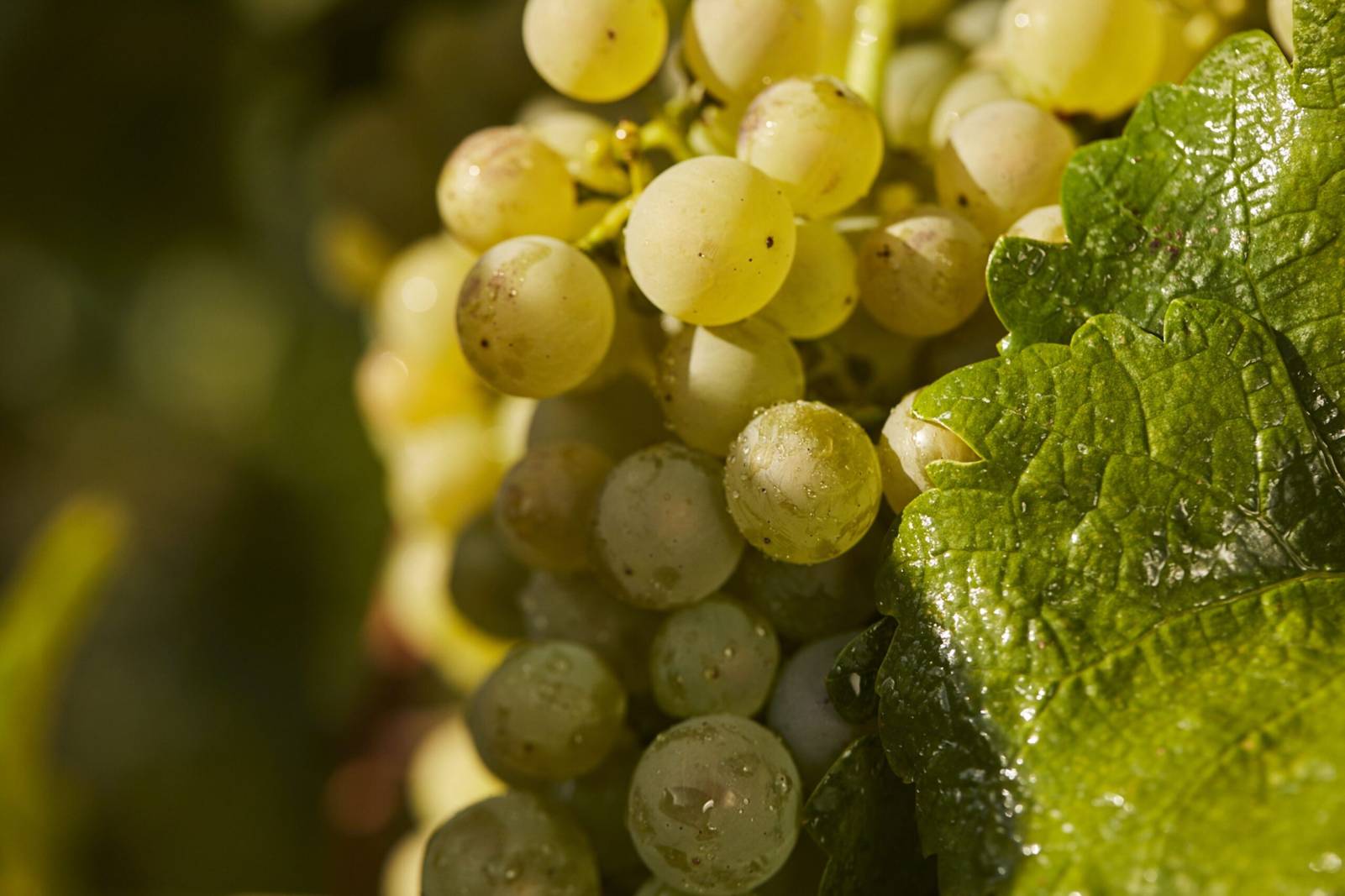 L'IDEAL POUR LA CHASSE 